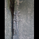 Ein gut an den Untergrund angepasster Gecko